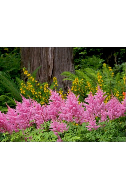 Astilbe arendsii Cattleya